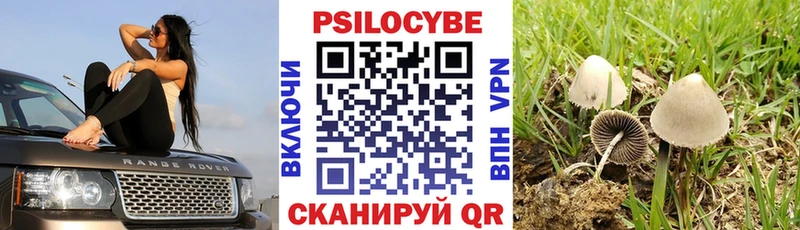 гидра   Дивногорск  Галлюциногенные грибы Psilocybine cubensis 