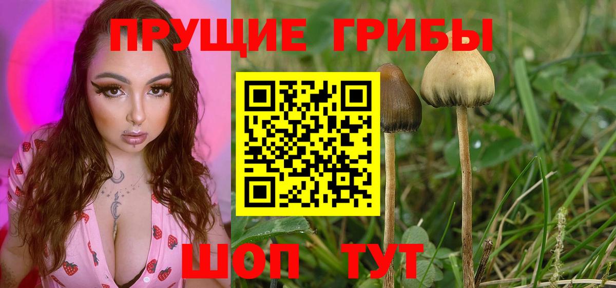 дарнет шоп  Галлюциногенные грибы Cubensis  Вход с VPN  Дивногорск 